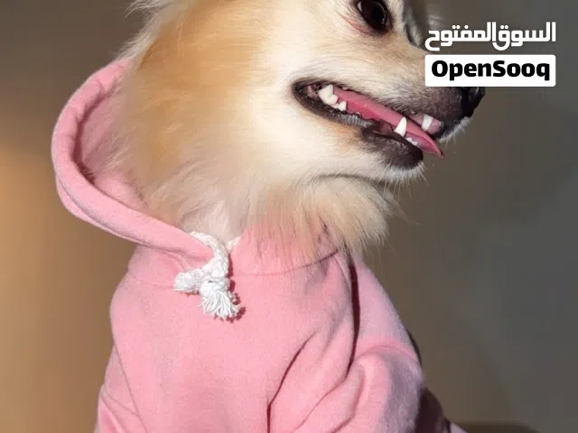 جلبه بومارينين شيواوا انثى عمرها سنه اتوقع صارفه لعوبه و تحب الياهل بدون جواز