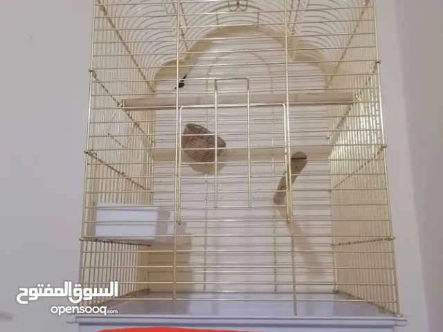 قفص ببغاء ذهبي