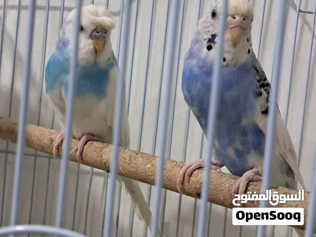 Breeding budgie bird pair is for sale  Guaranteed pair Available in salmiya block 12