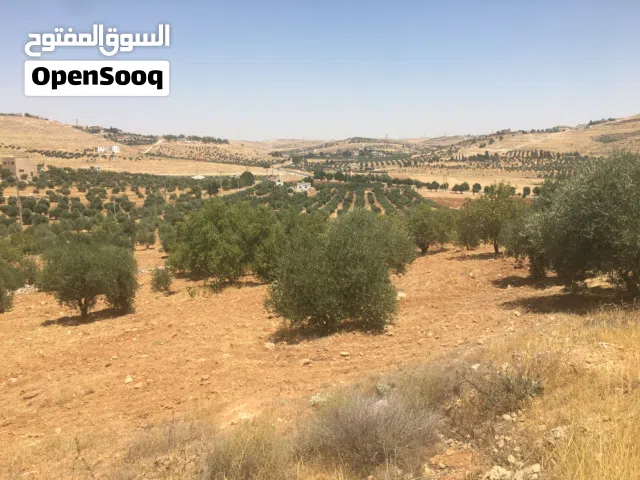 Mixed Use Land for Sale in Mafraq Other