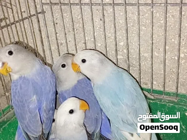 طيور روز للبيع