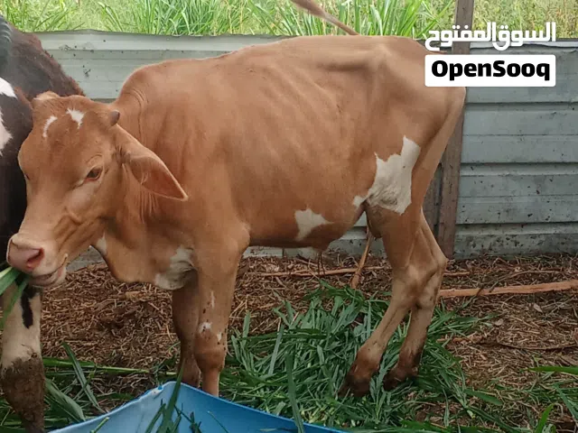للبيع عجل كبير سمنه طيبه عماني