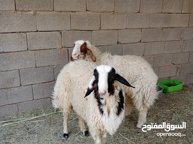 طليان 2 حلوات وسمان وصاحيات شرط الصحه