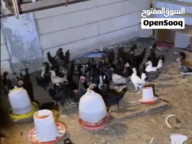 دجاج للبيع