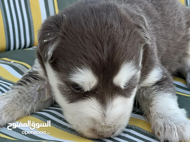 جرو مالموت اصلي لون شوكليت قابل للتفاوض اقرأ الوصف
