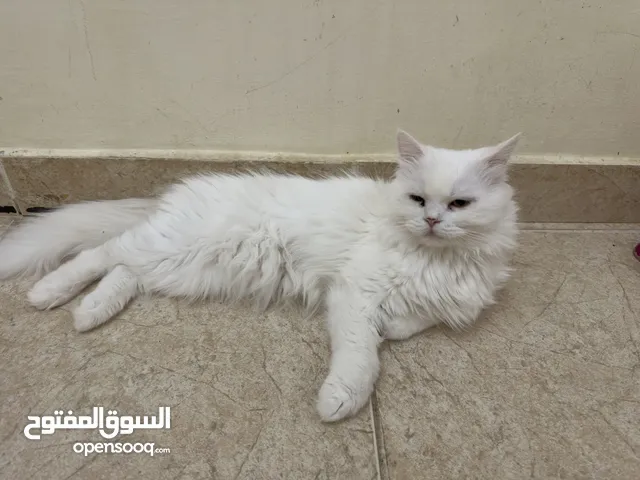 قطط للتبني في العين