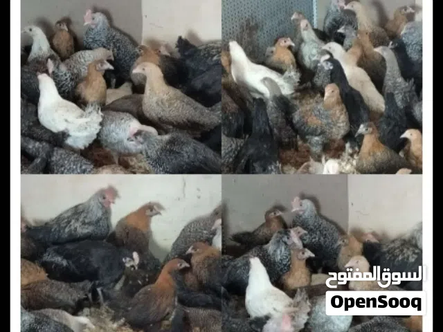 مطلوب فراخ عمر شهرين