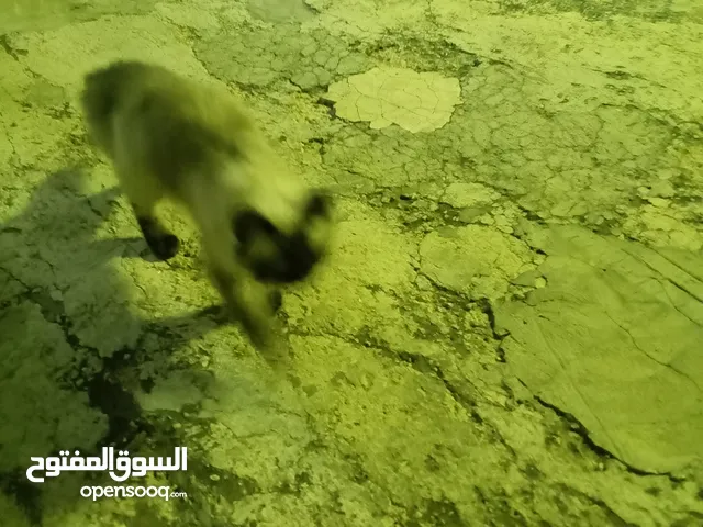 قطة أنثى التبني
