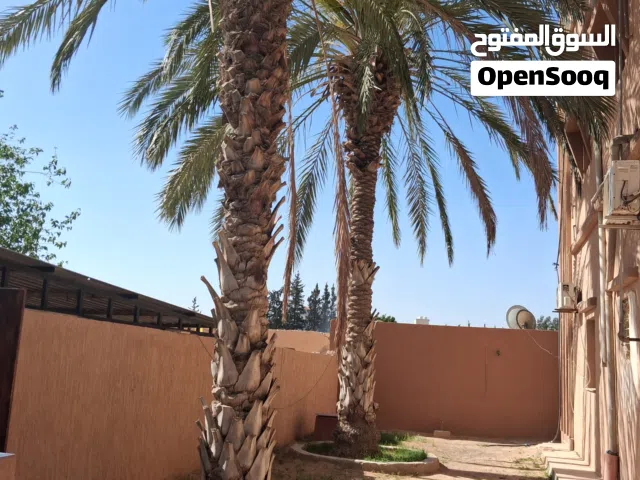 اربع نخلات طابونى