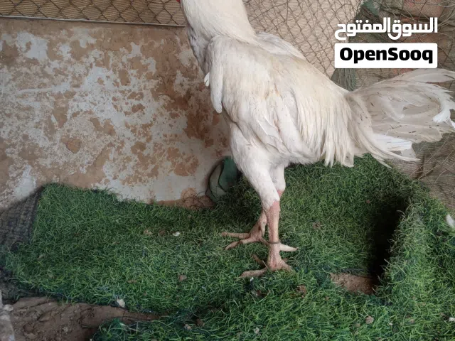 ديك باكستاني