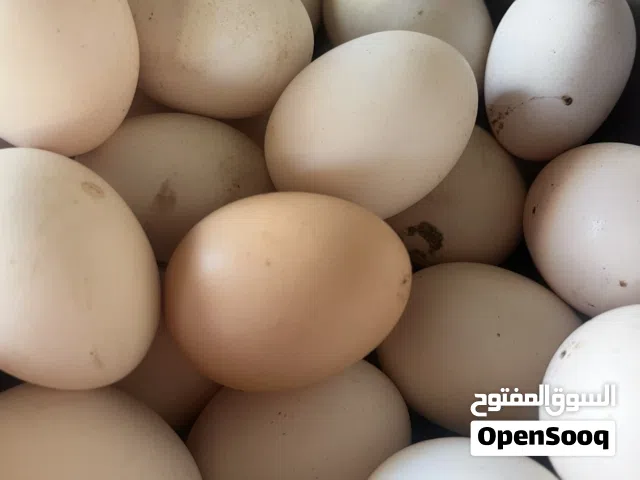 بيض دجاج فرنسي عماني و فرنسي مخصب