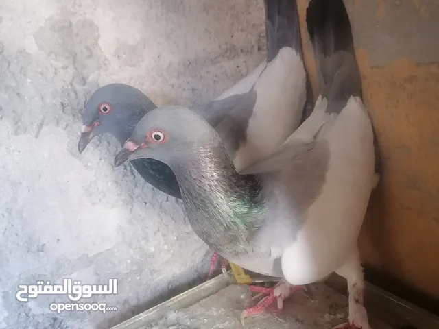 اربع جواز شغالات