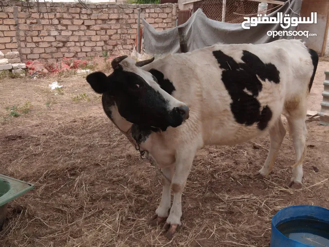 بقار عشره مشاءالله