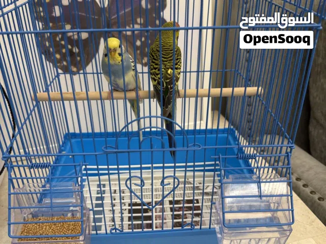 طيور حب اثنين هولندي