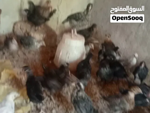 فراخ بلدي عمر شهر واسبوع العدد 40 تقريبا