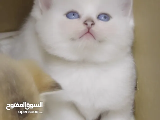 Luxury Scottish kitten/ كتن سكوتش بيور