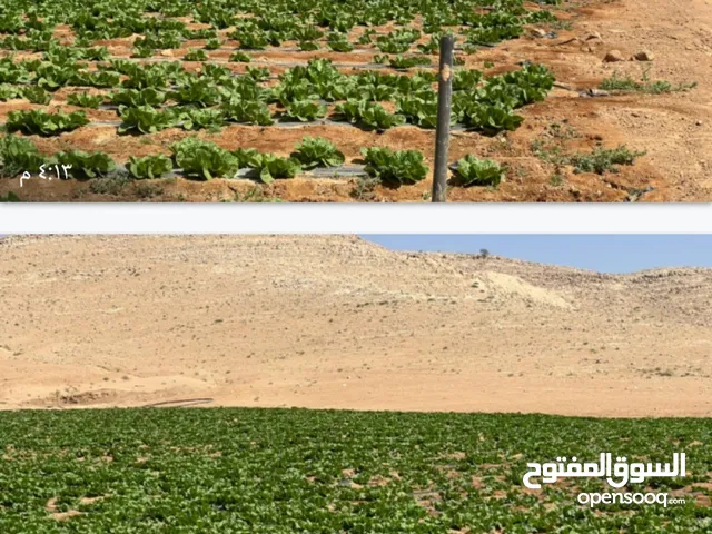 Farm Land for Sale in Mafraq Thaghrat Al-Gub