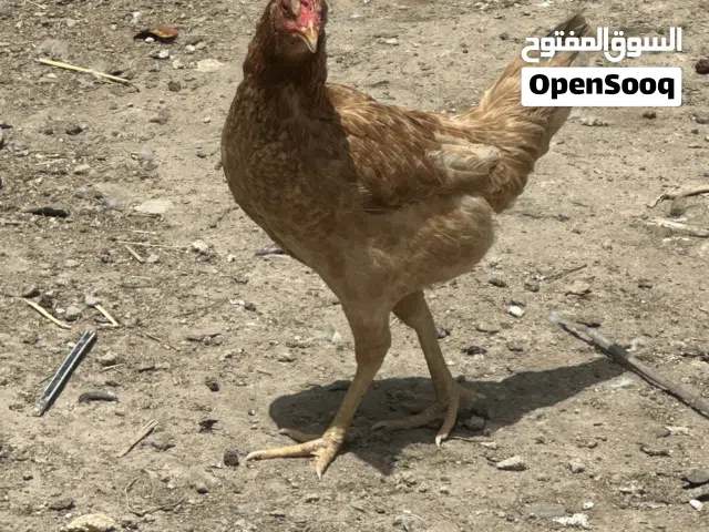 دجاج عرب  للبيع
