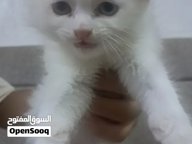 قطة للبيع جميلة