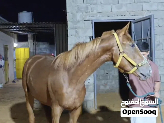 فلوة إنجليزية انتاج محلي عمرها 26شهر بنت الدكتاتور عتوو وخشينه وعريضه ربي يبارك طايبة سيلة