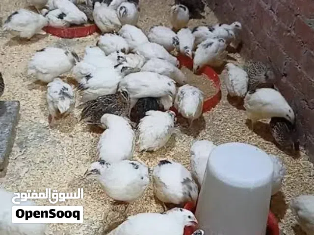 مطلوب سمان الابيض