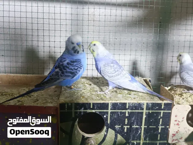 طيور حب 7ازواج