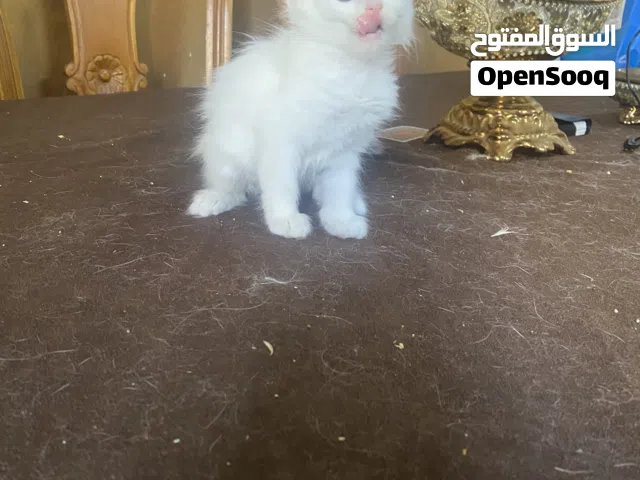 ثلاث قط سكوتش فولد مكس  الوان ابيض واسود