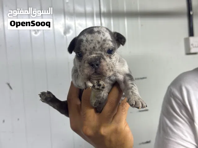 فرنش بولدوغ french bull dog