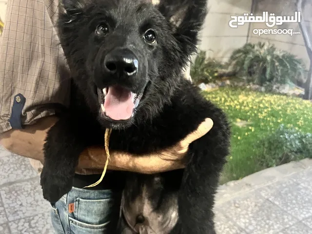 جيرمن شبيرد رويال بلاك ،