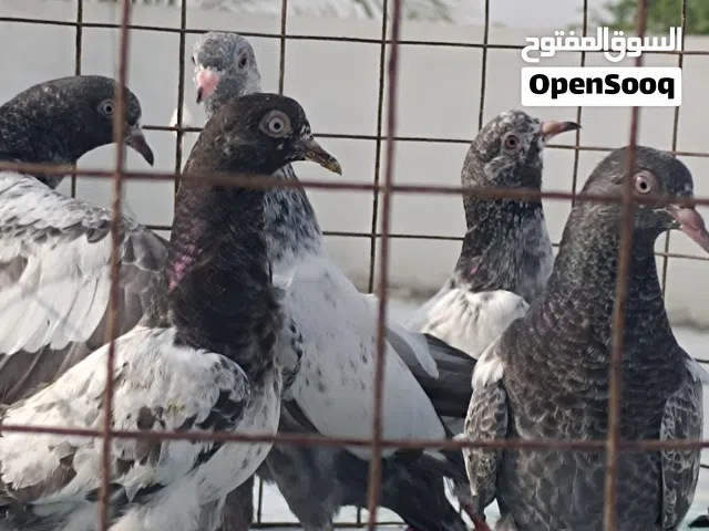 فروخ حمام باكستاني