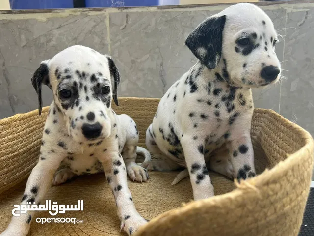 Pure English Dalmatian ديلميشن انجليزي بيور