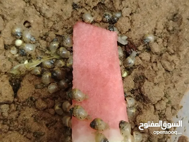 حلزون أفريقي تربيه مزارع
