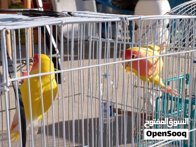 كوبيه بركديلو اورنج انتيا مروضه داخلي