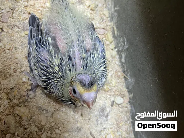 كوكتيل زق جوه امه وابوه