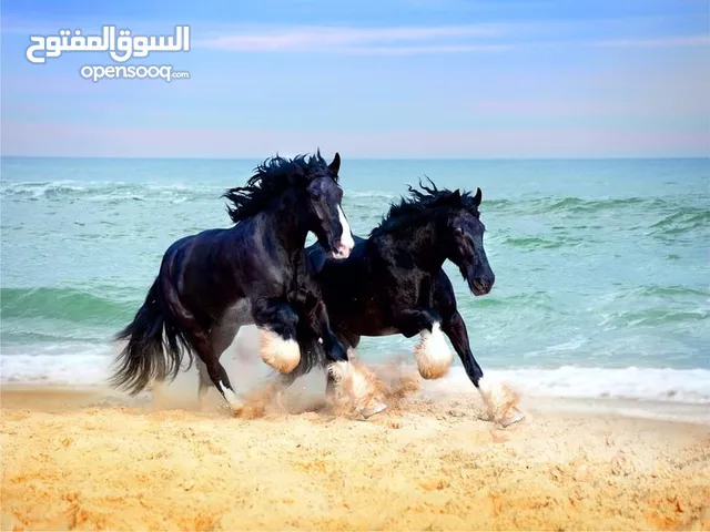 جدد حيطانك بجداريات ألمانية أصلية – لمسة راقية وسعر رائع!