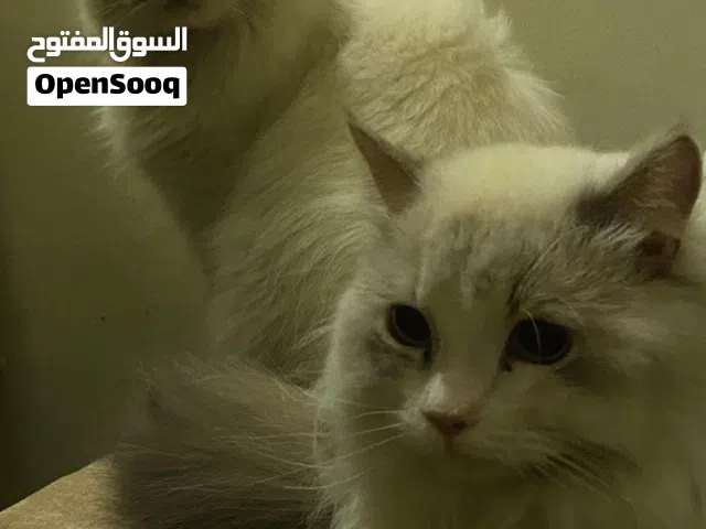 قطط للتبنى