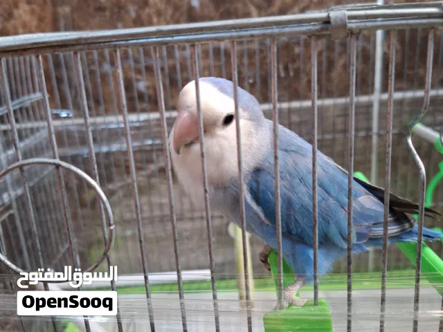 مطلوب انثى روز تحتها فراخ