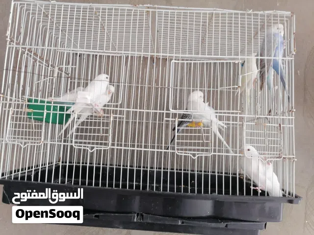 سلام عليكم ورحمة الله وبركاته متوفر اليوم أنتاج عمر شهرين وفي لي 3 شهور متوفر 9 طرف لاقوي ألابي الله