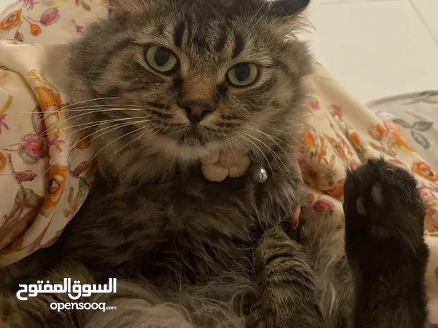 قط مفقود في ولاية السويق  Lost Cat in Suwiqe