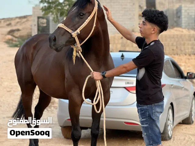 فرس للبيع إنجليزيه