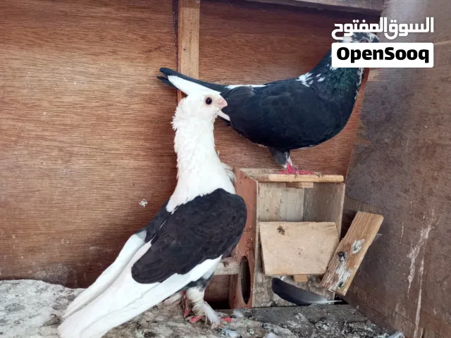 3 قصوص شغالين ومعاهم حصي