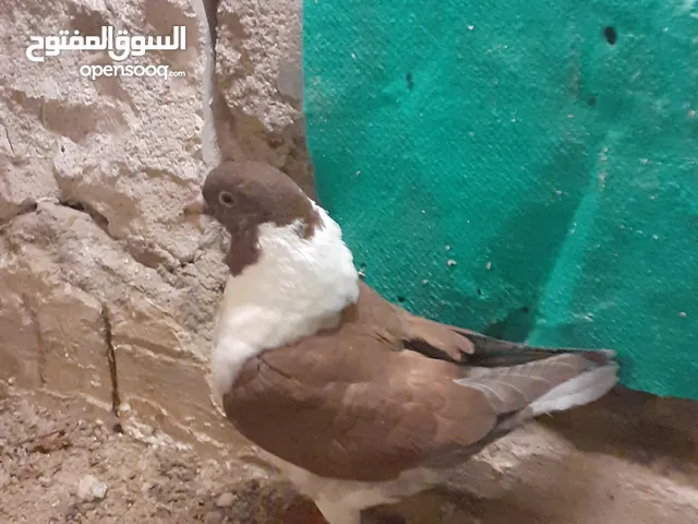حمام كنك مخليف سعره50الفحمام كنك مخليف سعره50الفحمام كنك مخليف سعره50الف