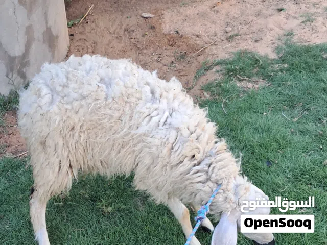 فطيمه البيع الله يبارك عمره في 7وا6 ساوم