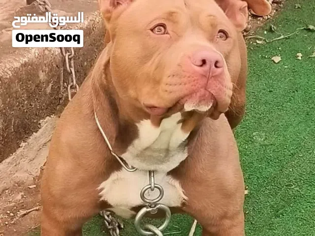 أنثى بيتبول (للبيع) بمستوى عضلي جبار وتدريب احترافي" (قابل للتفاوض)