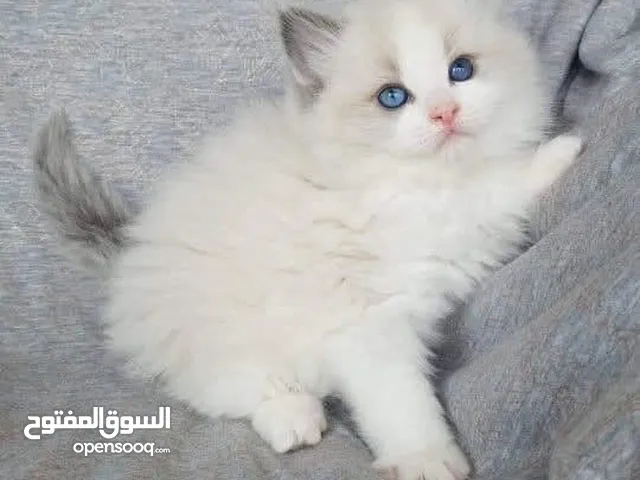 متاح للبيع