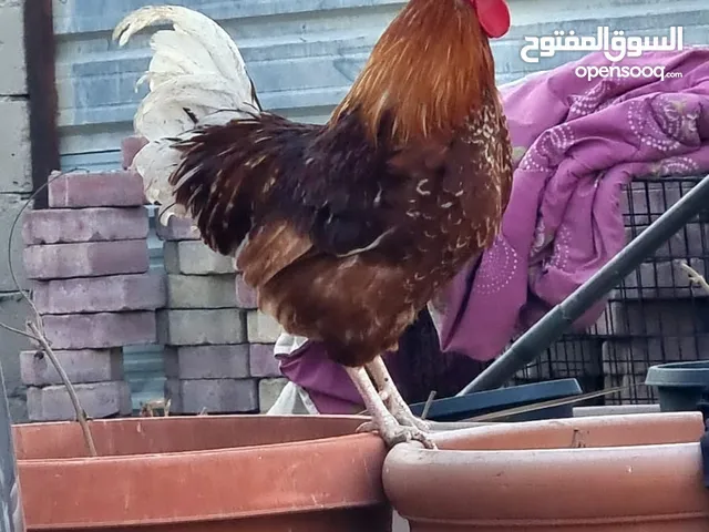 دجاج لوهمان