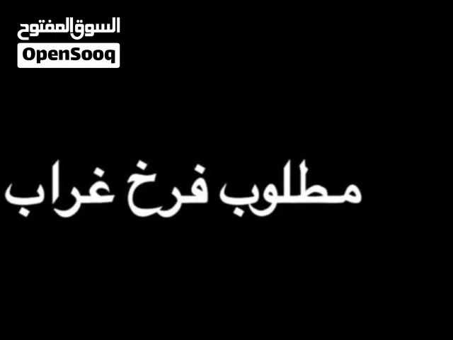 مطلوب فرخ غراب عس