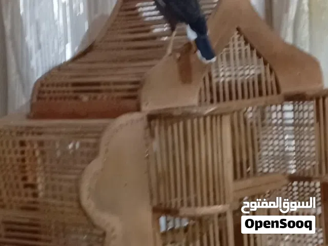 مينة اليفة للبيع بيها كلام أو مراوس