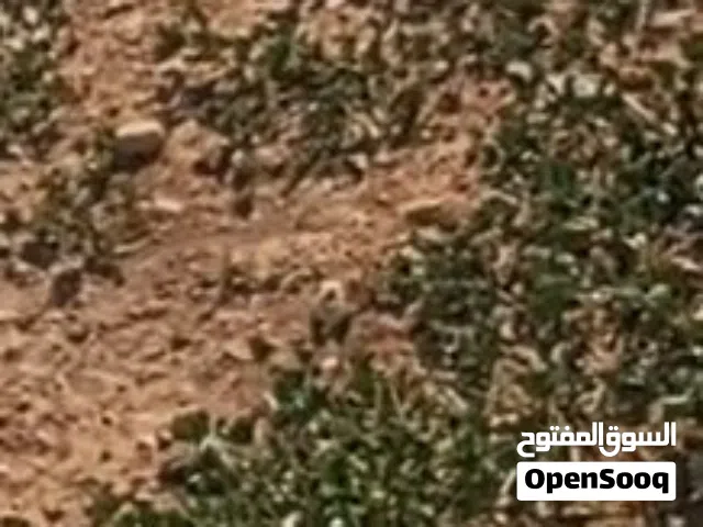 نعجة سن طيب شبب