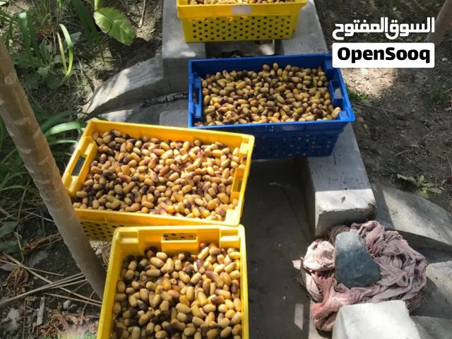 بيع رطب النغال نوعية ممتازه